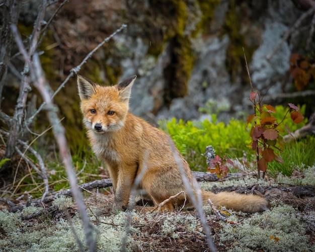 Foto gratuita foco superficial de un zorro en el bosque