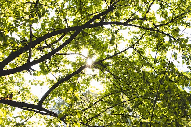 Follaje de árbol en un día soleado