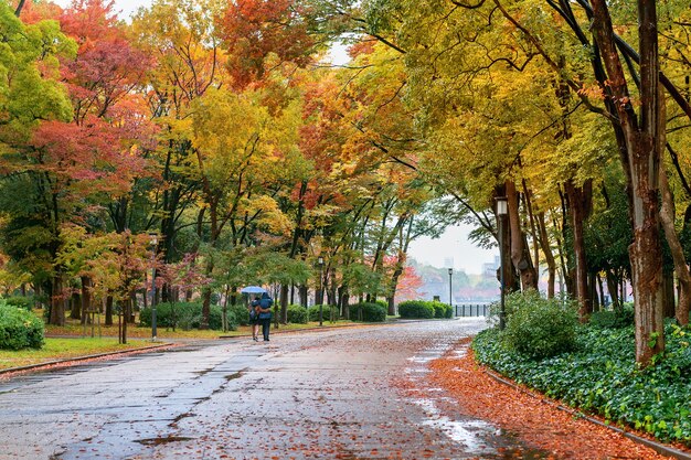 Follaje colorido en el parque de otoño. Temporadas de otoño.