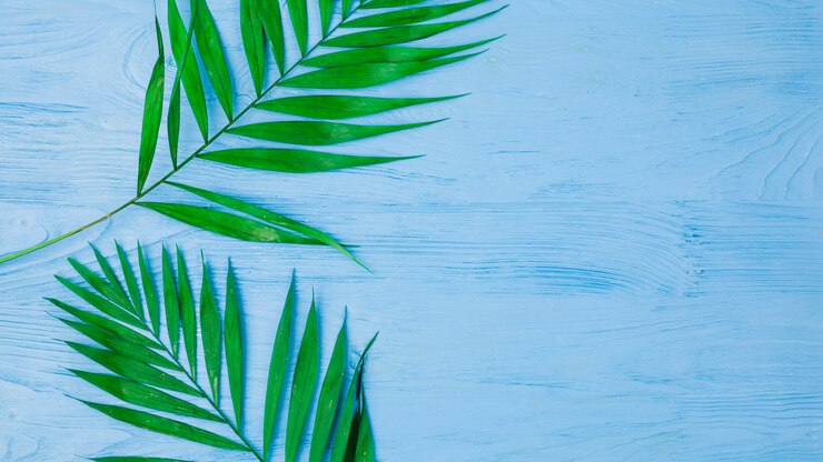 Foto gratuito follaje fresco de plantas verdes