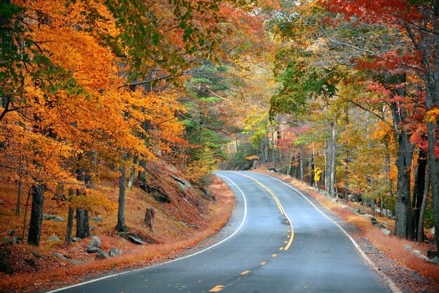 Follaje de otoño en el bosque con carretera.