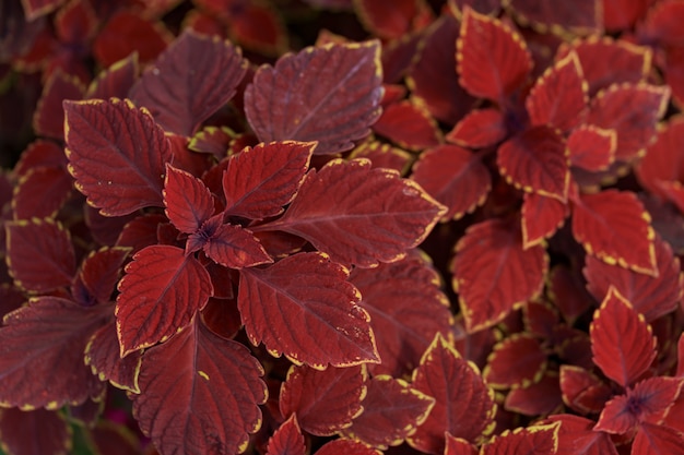 Follaje de plantas rojas abstractas en la naturaleza