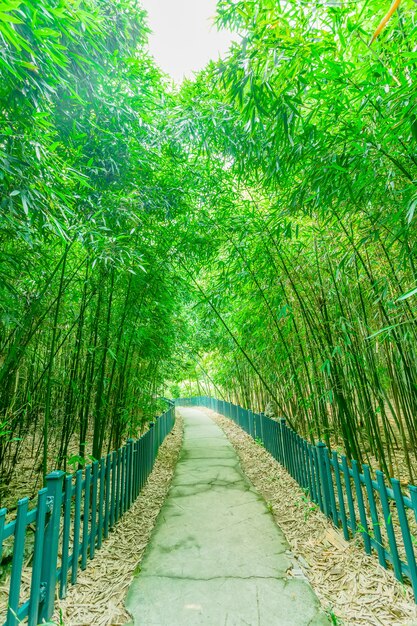 Follaje tallo bambú verde al aire libre