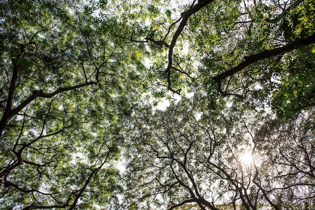 Un follaje verde natural en un parque.