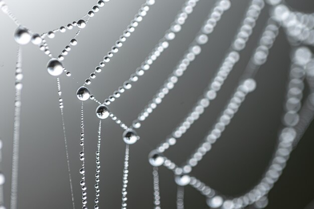 Fondo abstracto natural con gotas de rocío de cristal en una telaraña.