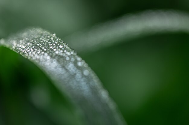 Fondo abstracto natural con una hoja cubierta de gotas de rocío, copie el espacio.