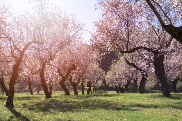 Fondo de almendra