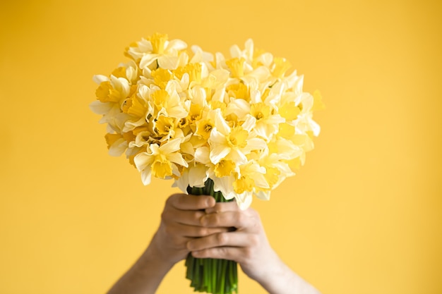 Fondo amarillo y manos masculinas con un ramo de narcisos amarillos. El concepto de saludos y día de la mujer.