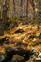 Foto gratuita fondo en el ambiente bosque del otoño al aire libre