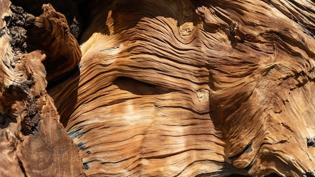 fondo de un árbol alcanzado por un rayo