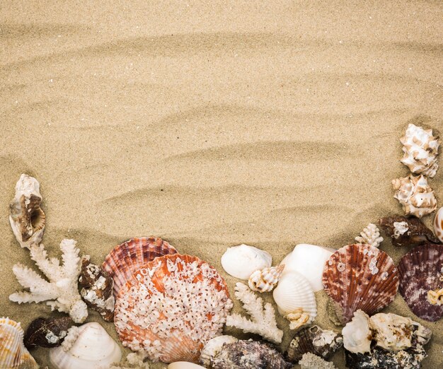 Fondo de arena con conchas marinas decorativas