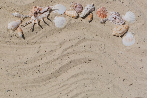 Fondo de arena con conchas marinas