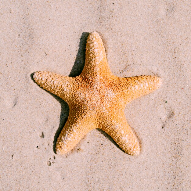 Fondo de arena con estrella de mar