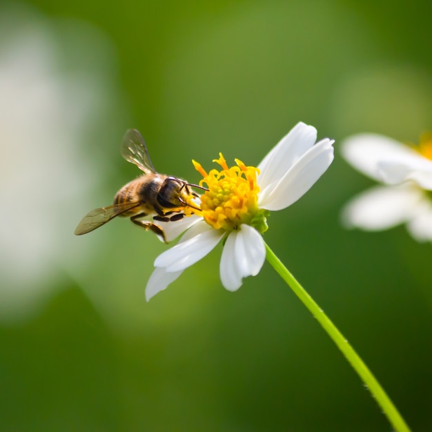 fondo la belleza del primer insecto polinización