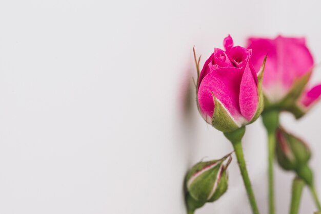 Fondo blanco con flor delicada