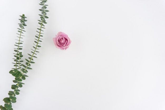 Fondo blanco con planta verde y flor rosa