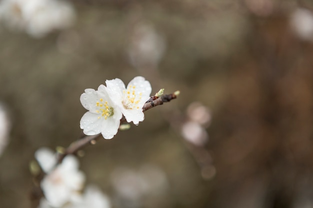 Fondo borroso con dos flores del almendro