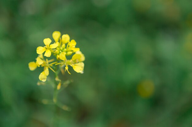 Fondo borroso con flor bonita