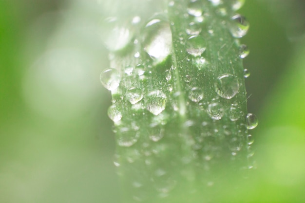 Fondo borroso con hoja verde y gotas de lluvia