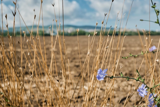 Fondo borroso de la tierra cultivable después de la cosecha Enfoque selectivo en las flores de achicoria y la hierba seca Idea para fondo o papel tapiz sobre problemas ambientales sequía y erosión del suelo Espacio para texto