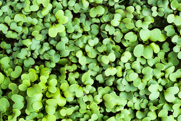 Fondo botánico verde primavera planta trébol fresco