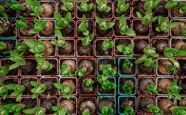 Fondo brillante con mucha textura de flor de jacinto. Concepto de fondo abstracto con vegetación natural, flores, bulbos.