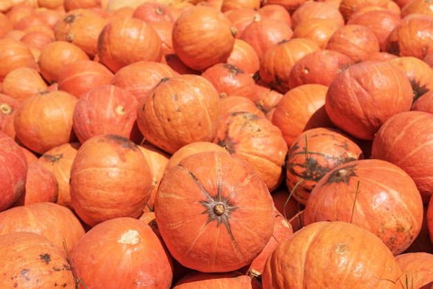 Fondo de calabazas gigantes