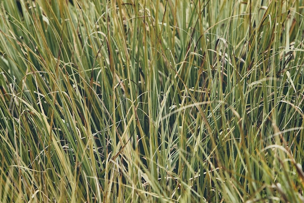 Fondo de un campo de hierba verde