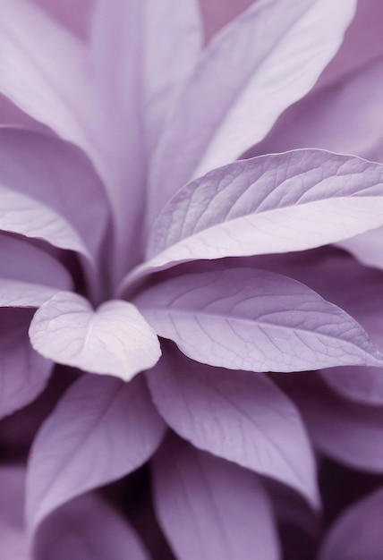 Fondo de color lavanda con textura de flor