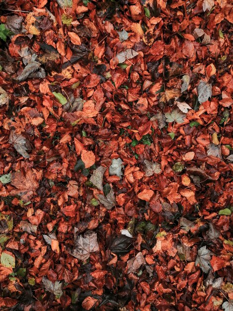 Fondo encantador de hojas de otoño