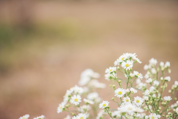 Fondo de flor blanca