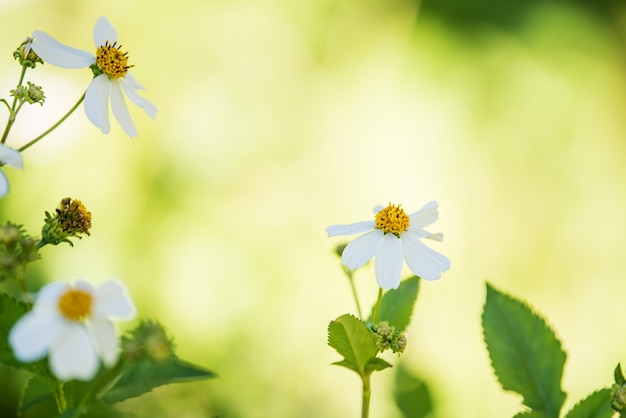 fondo de flor blanca