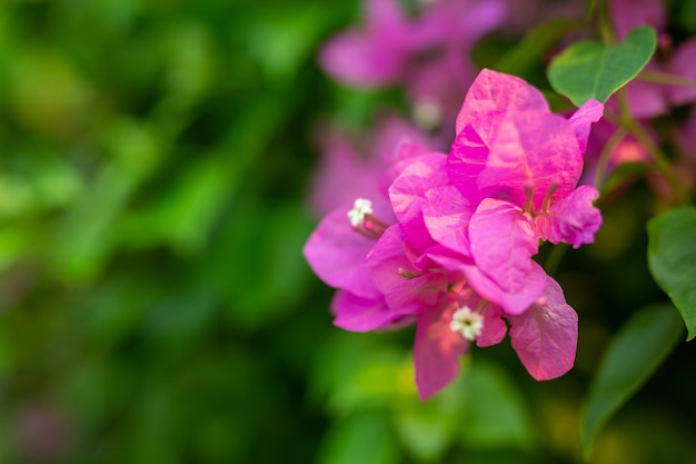 Fondo de flor rosa.