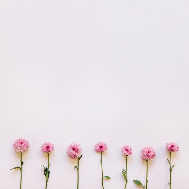 Fondo floral con siete flores rosas abajo