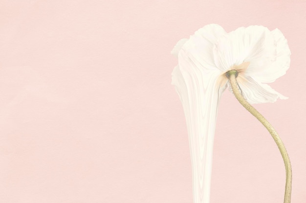 Foto gratuita fondo de flores, arte psicodélico de anémona rosa y blanco