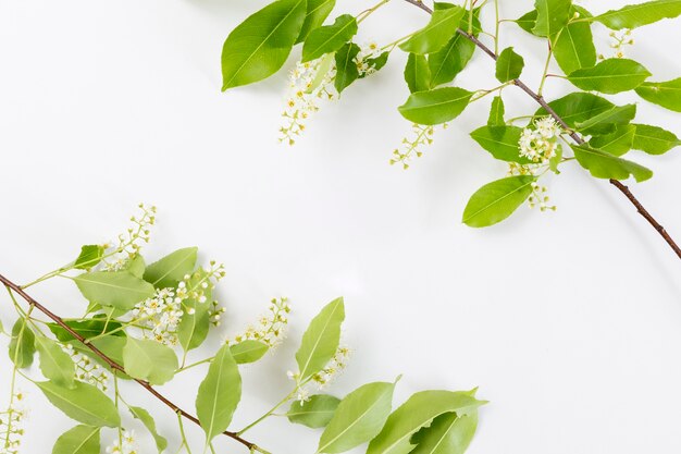 Fondo de flores de primavera