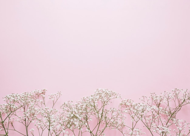 Fondo de flores