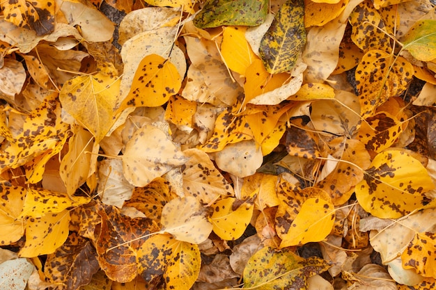 Fondo fresco de hojas amarillas de otoño caidas