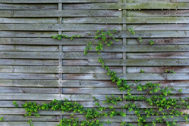 Fondo fresco de una valla de madera de tablón con plantas verdes
