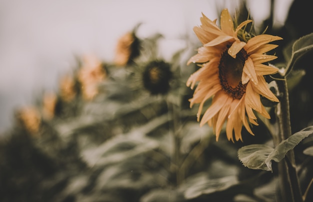 Fondo de girasol de enfoque selectivo