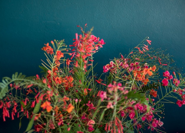 Fondo de hermosas flores de colores de la flor