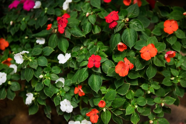 Foto gratuita fondo de hermosas flores de colores de la flor