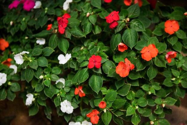 Fondo de hermosas flores de colores de la flor