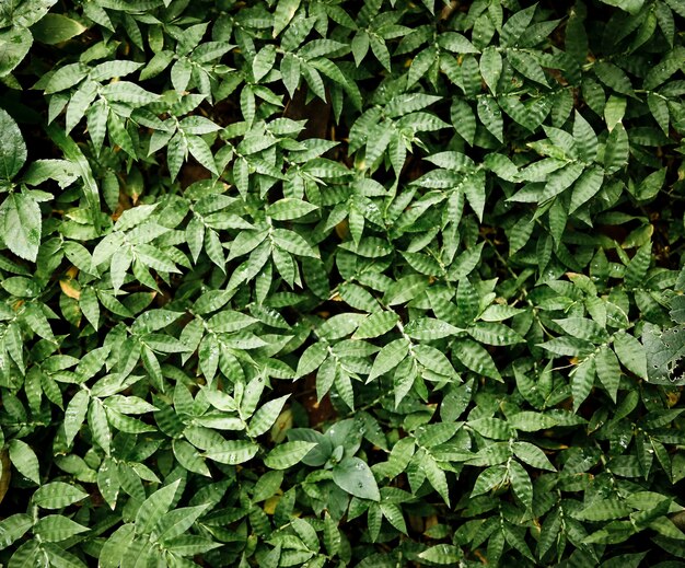 Fondo de hermosas plantas tropicales