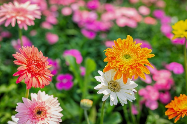 Foto gratuita fondo hermoso colorido de la flor.