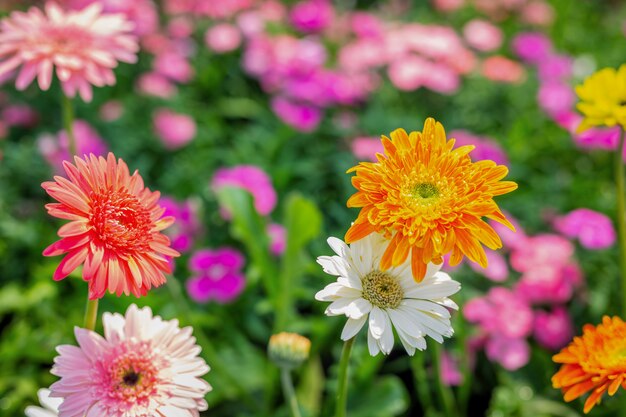 Fondo hermoso colorido de la flor.