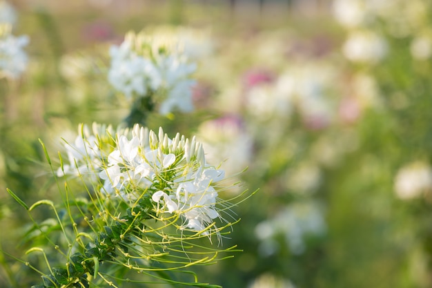 Fondo hermoso de la flor blanca.