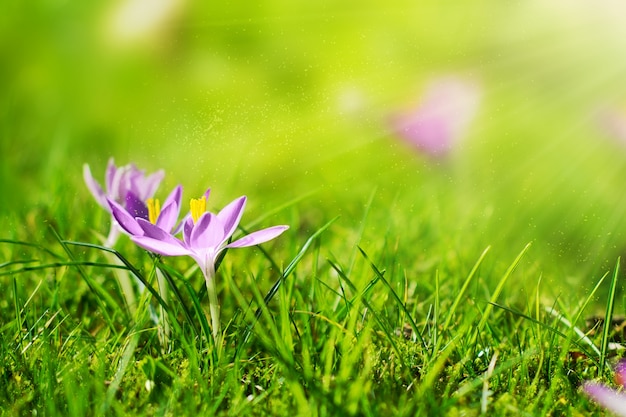 Fondo hermoso de la flor de la primavera con la luz del sol. horizontal. primavera o verano concepto.