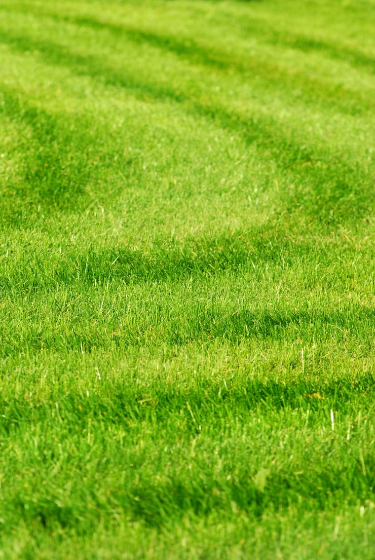 Foto gratuito fondo de hierba verde con rayas