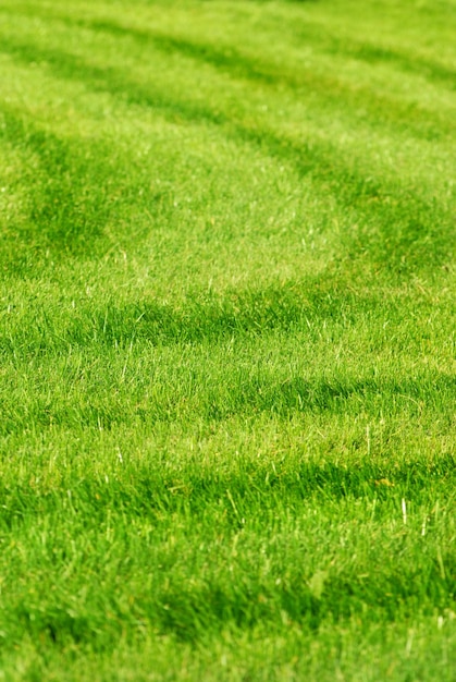 Fondo de hierba verde con rayas